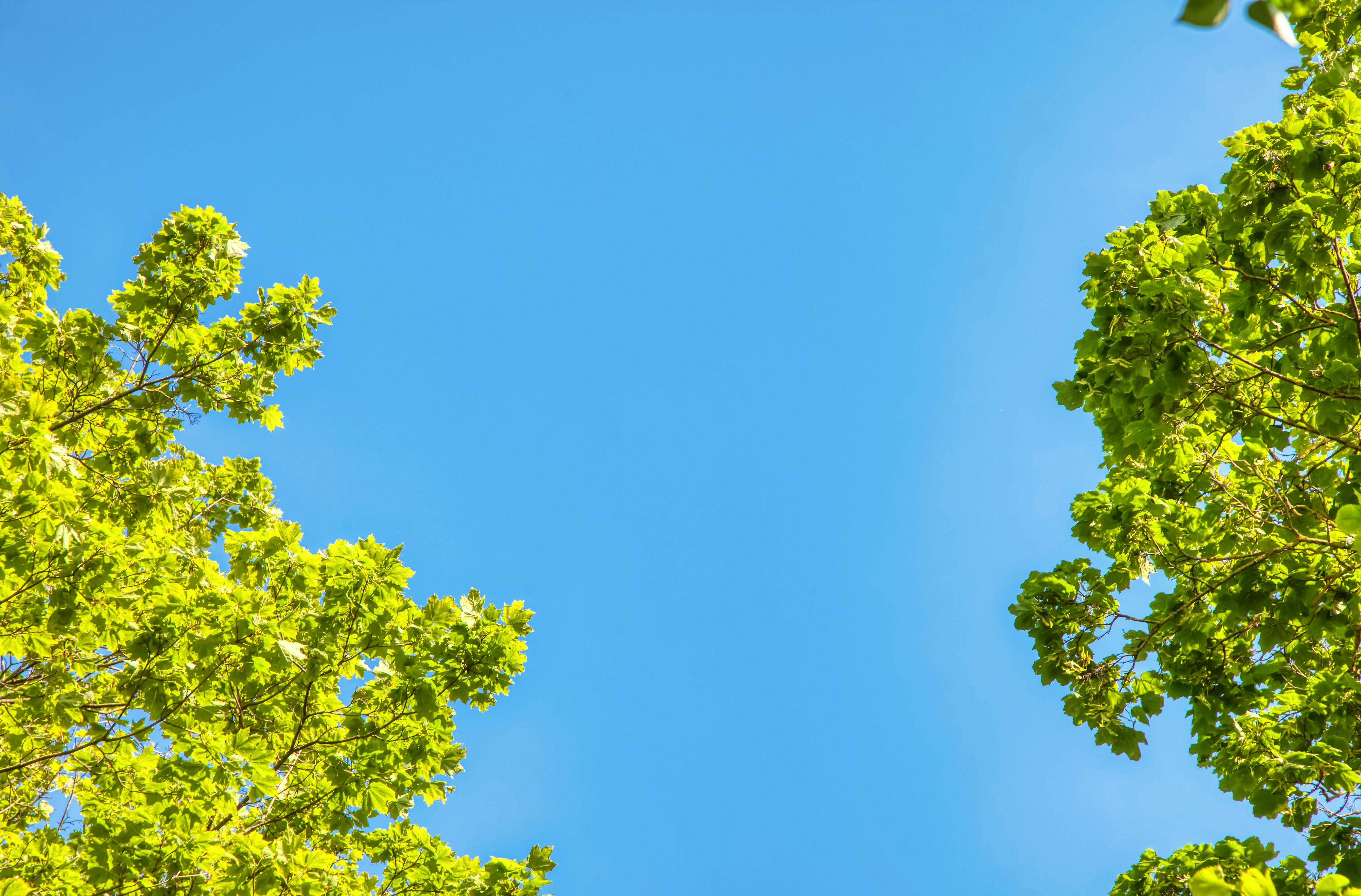 Blue sky peeks through green tree branches.